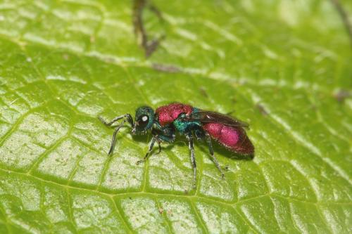 Réf. 342 267 : Chrysura dichroa
